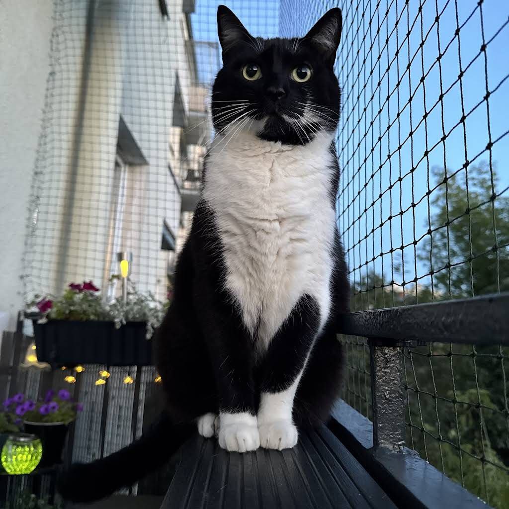 Our cat is not happy